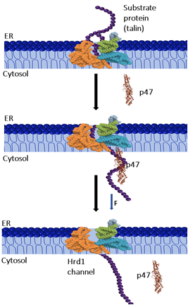 Unsung helper that protects cells from mechanical stress holds the therapeutic promise
